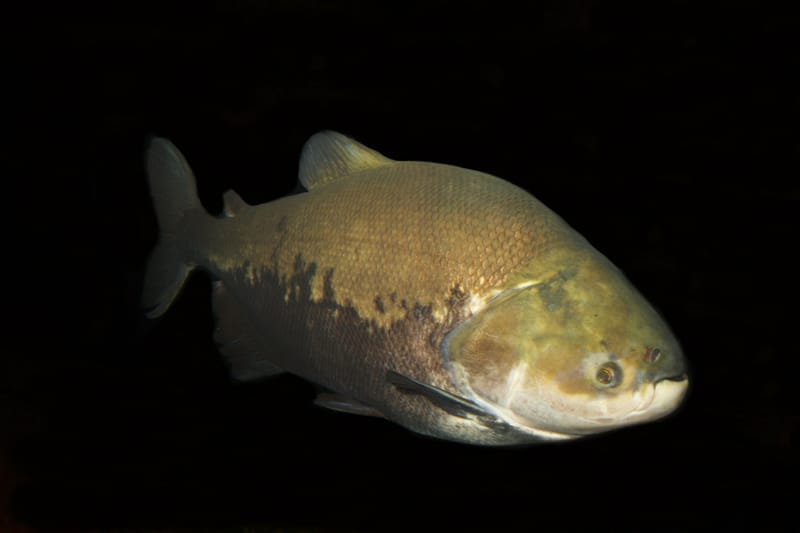 Tambaqui / Black Pacu