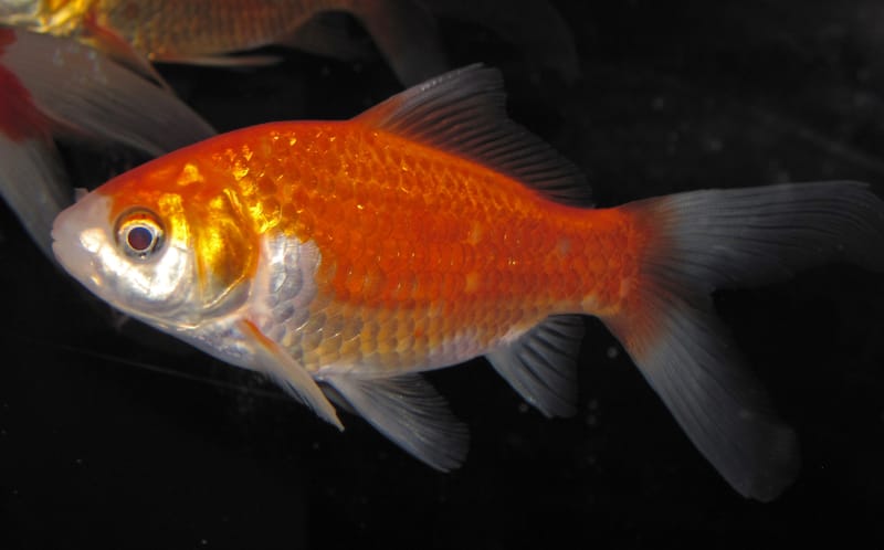 Telescope Goldfish