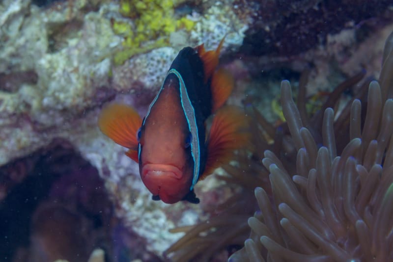Tomato Clownfish