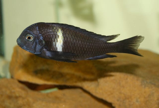 Duboisi Cichlid