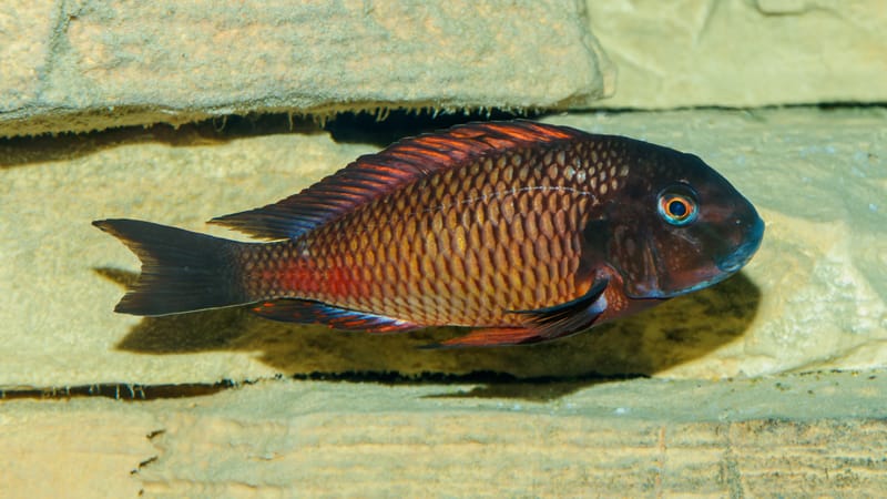 Blunthead Cichlid