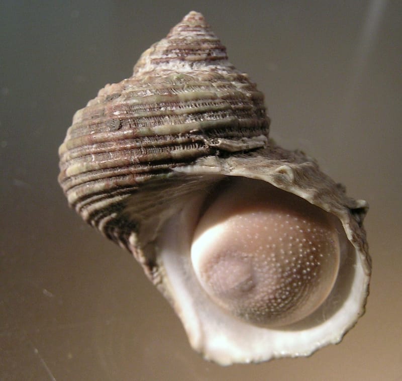 Turbo Snail