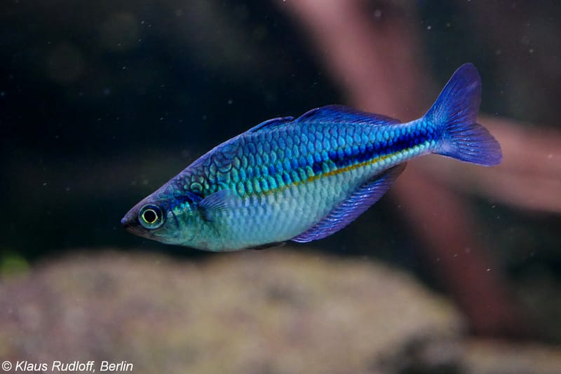Turquoise Rainbowfish