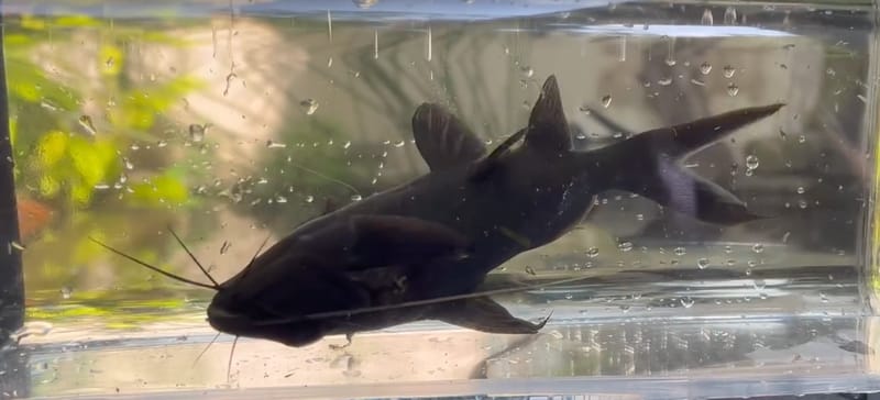 Upside-Down Catfish