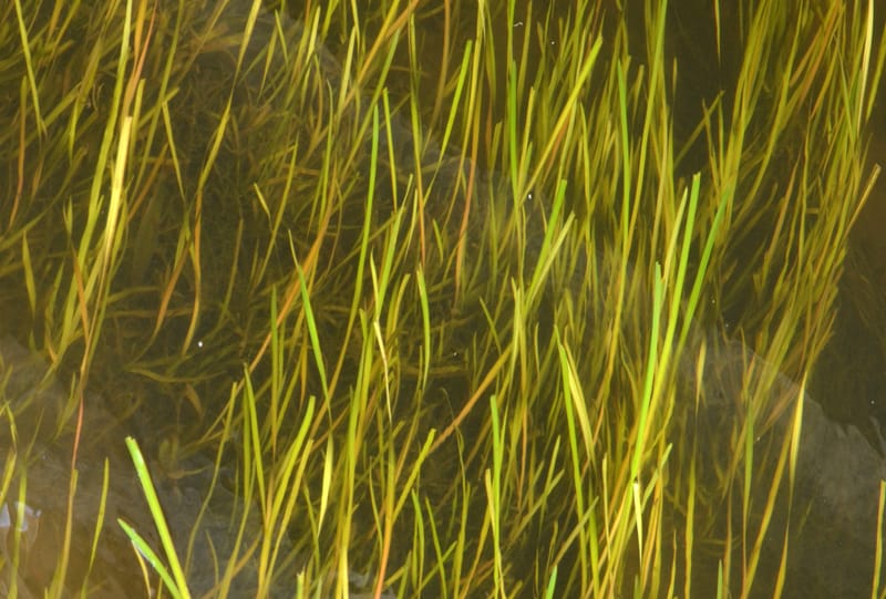 Jungle Val