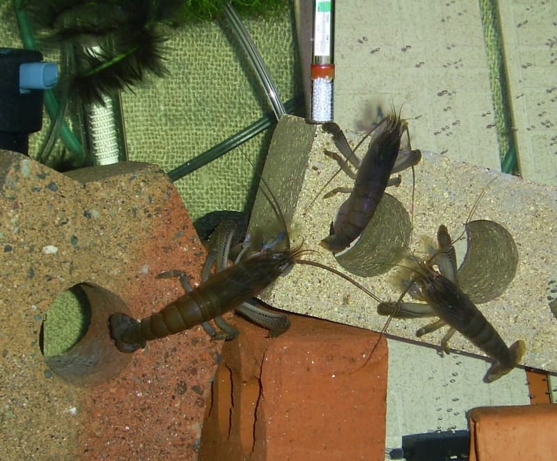 Vampire Shrimp