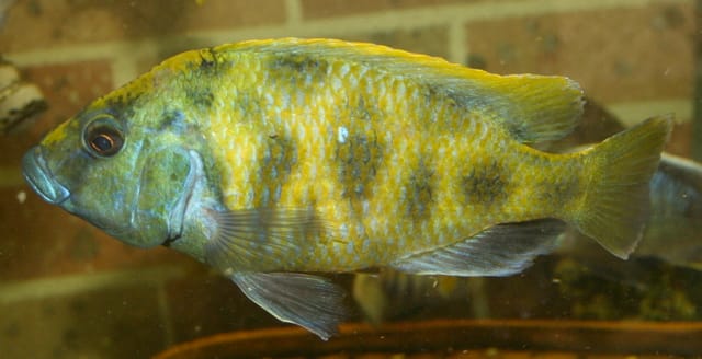 Venustus Cichlid