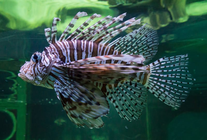 Volitan Lionfish