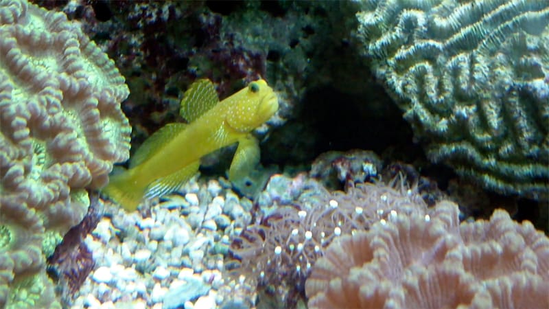 Watchman Goby