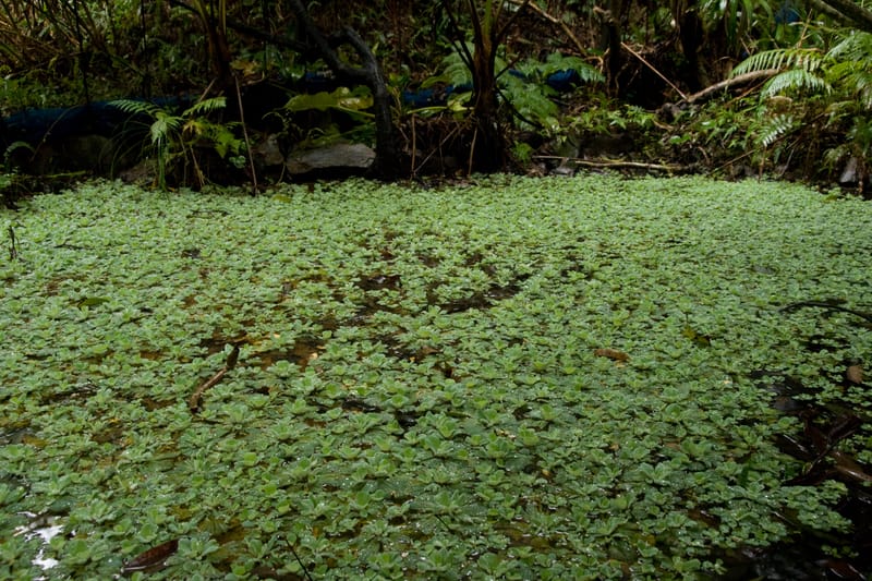 Water Lettuce