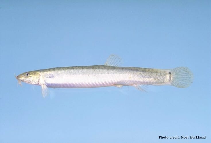 Weather Loach