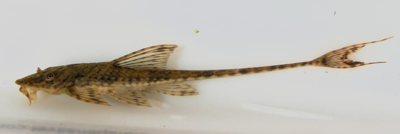 Whiptail Catfish