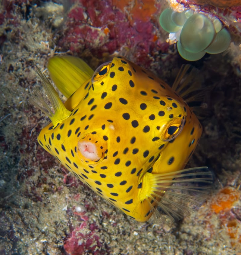 Yellow Boxfish