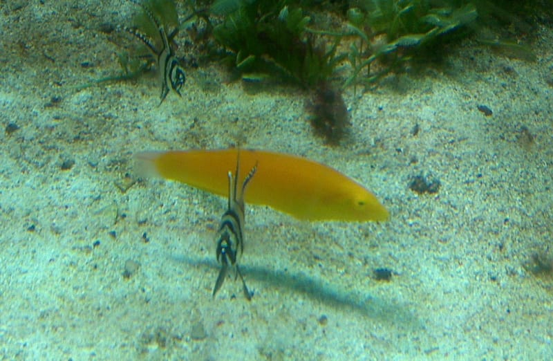Yellow Coris Wrasse