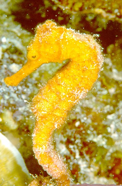 Yellow Seahorse