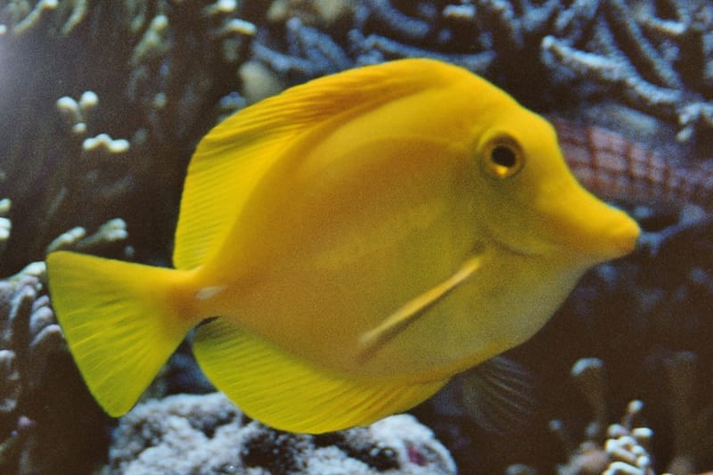 Yellow Tang