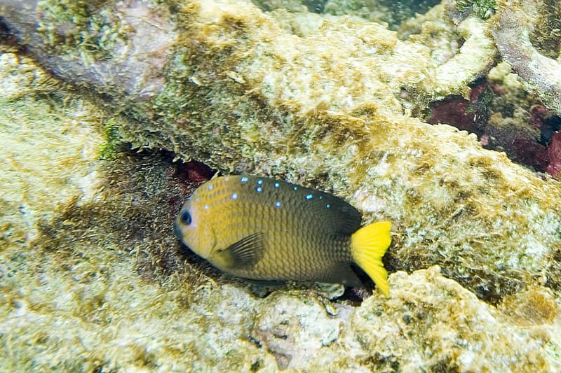 Yellowtail Damselfish